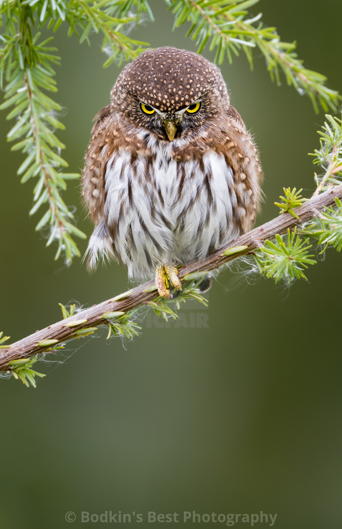 "Pygmy Power" stock image