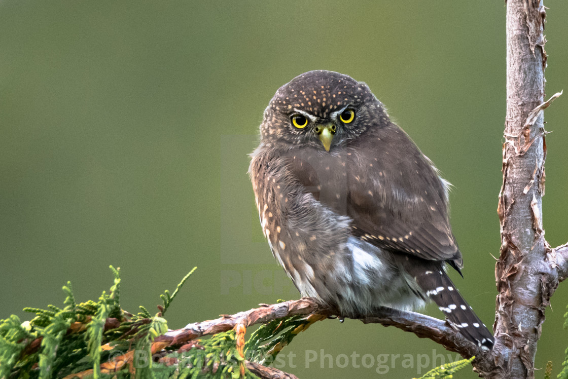 "Pygmy Owl" stock image