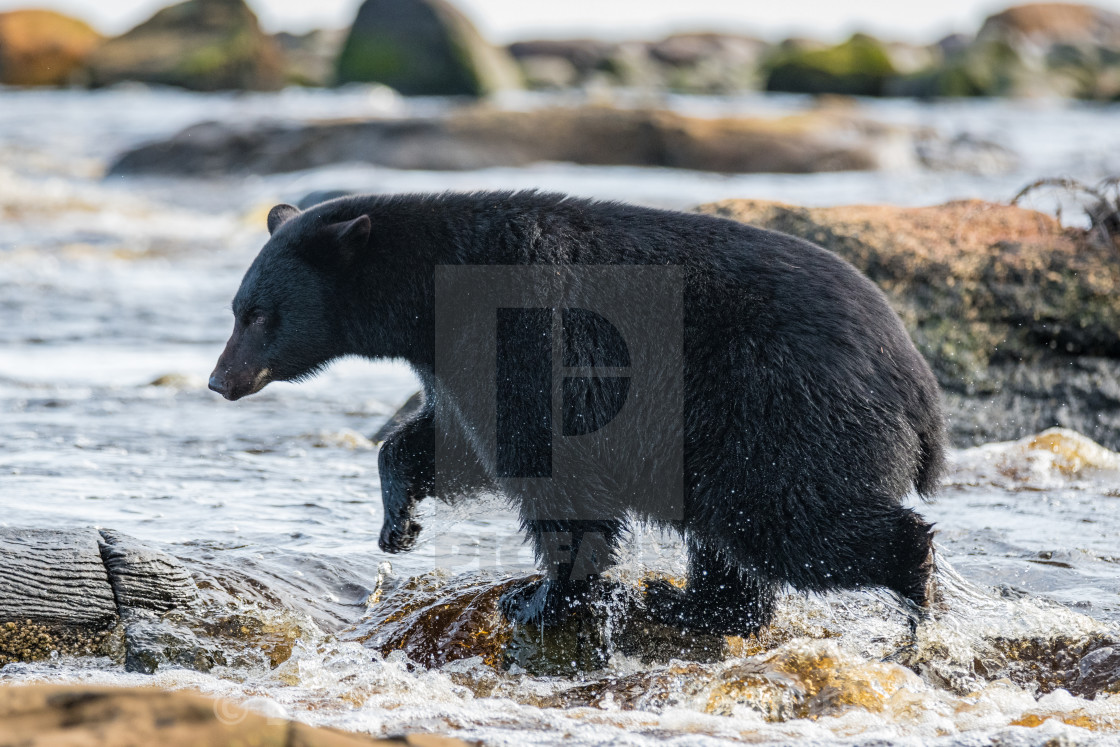 "A Bear Wading" stock image