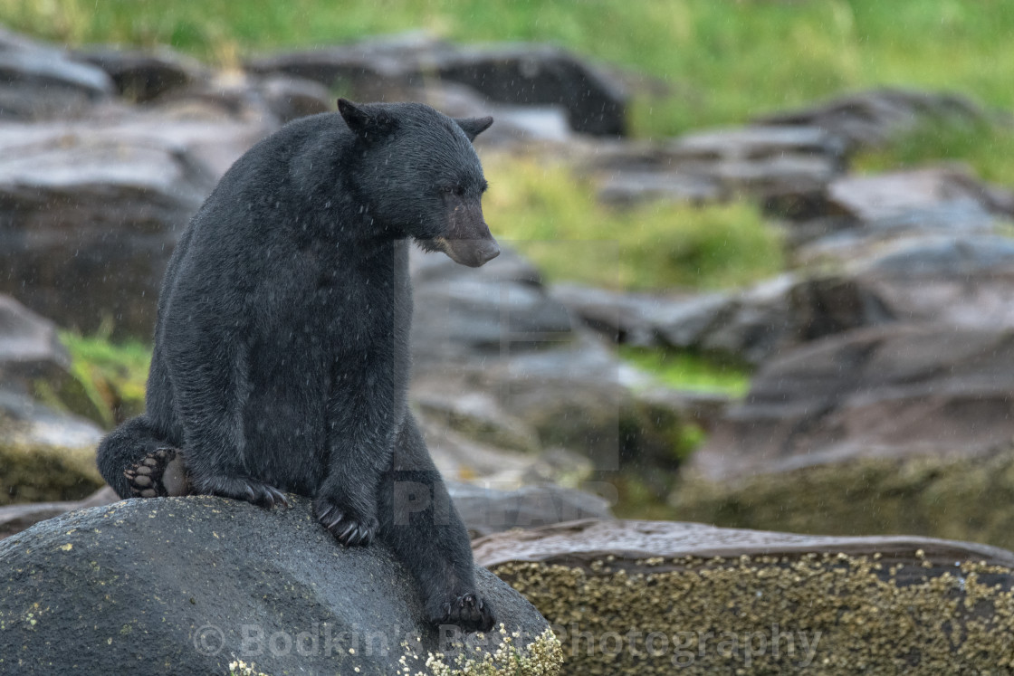 "Rainy Day Fishing" stock image