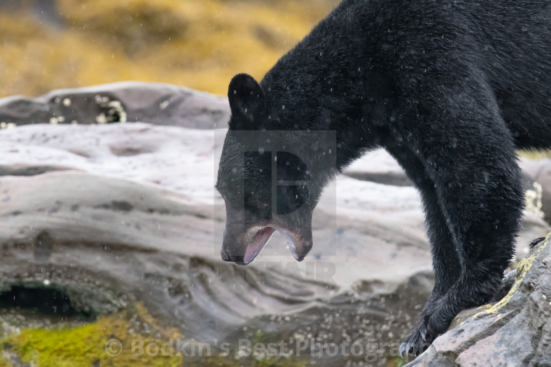 "Bark Or Bite" stock image