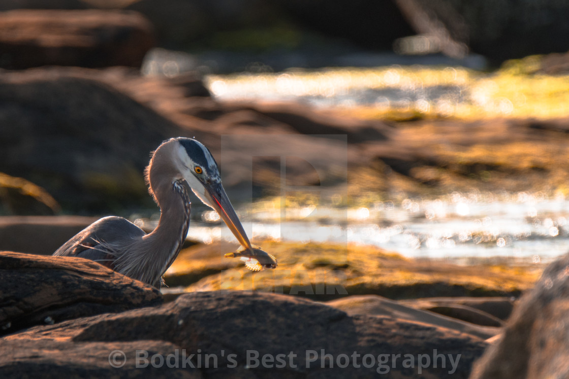 "Spear Fishing" stock image