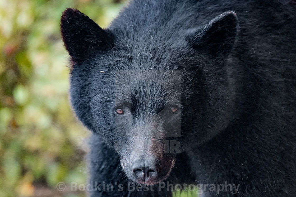 "Close Encounters Of The Furred Kind" stock image