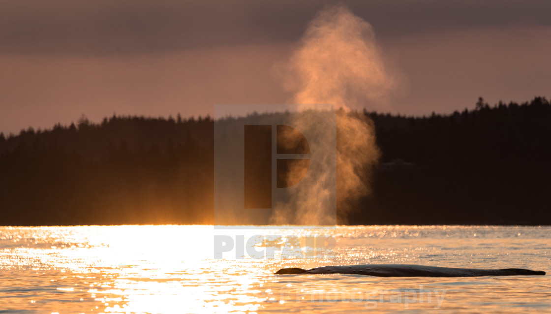 "Humpback" stock image