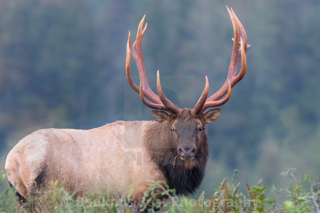 "The Elk Rut" stock image