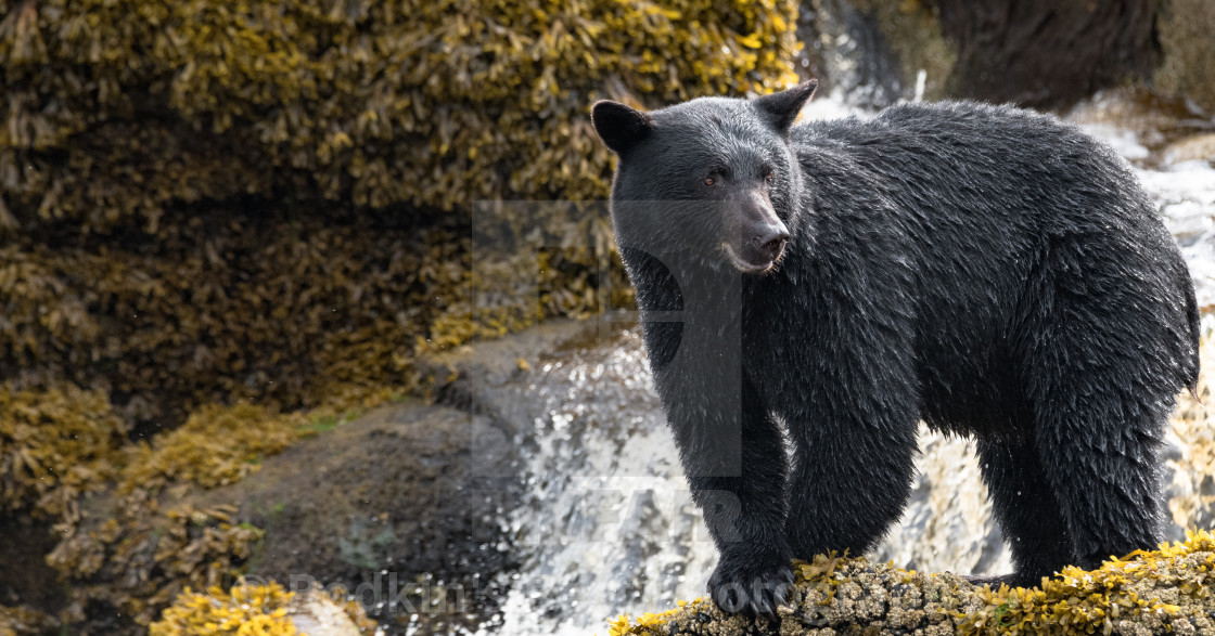 "Closer To The Source" stock image