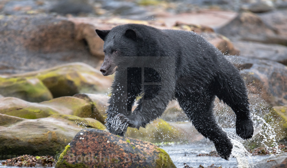 "Airborne" stock image