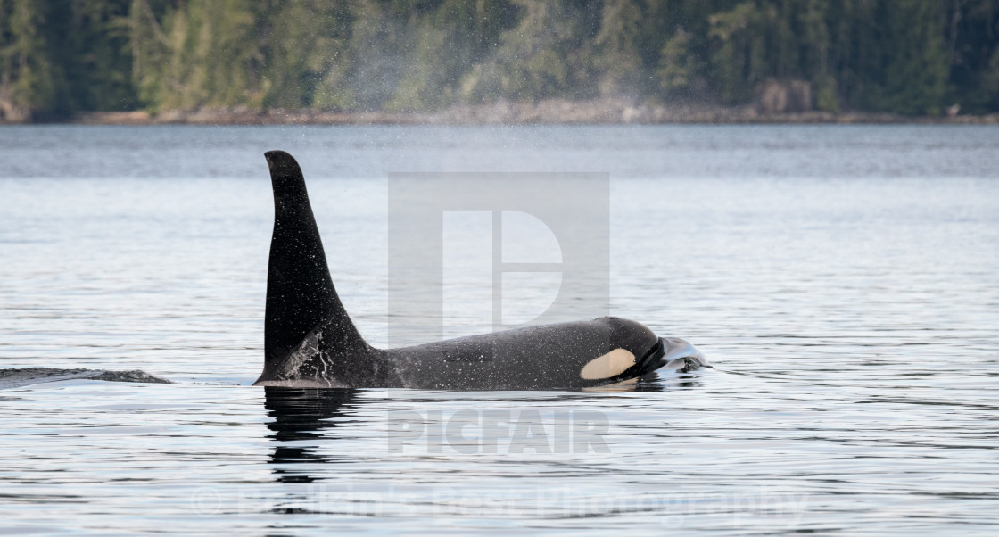 "Orca" stock image