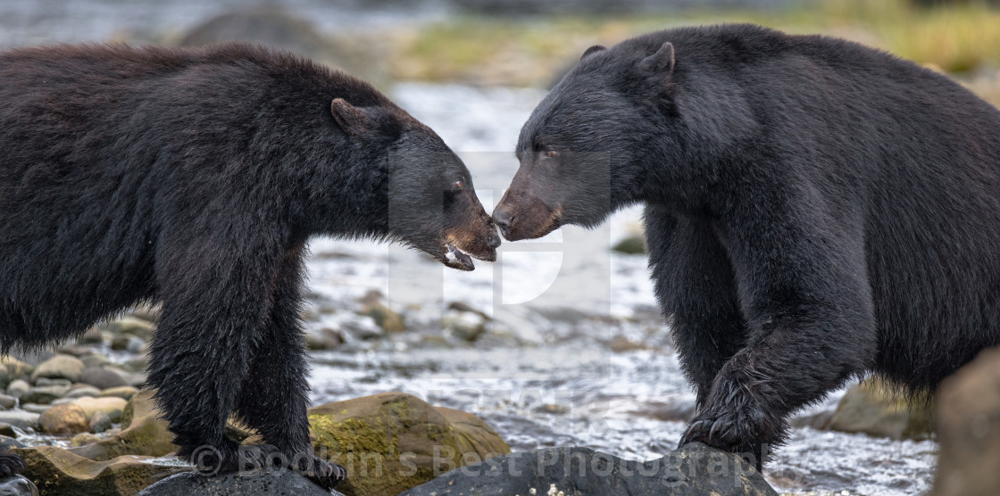 "Eskimo Kiss" stock image