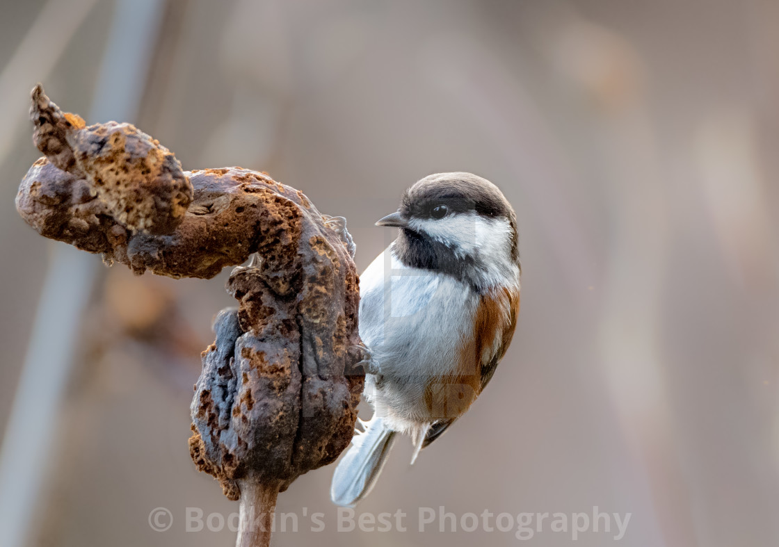 "Looking For Grubs" stock image