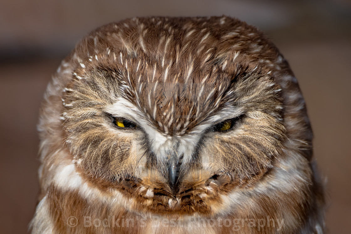 "Not A Morning Bird" stock image