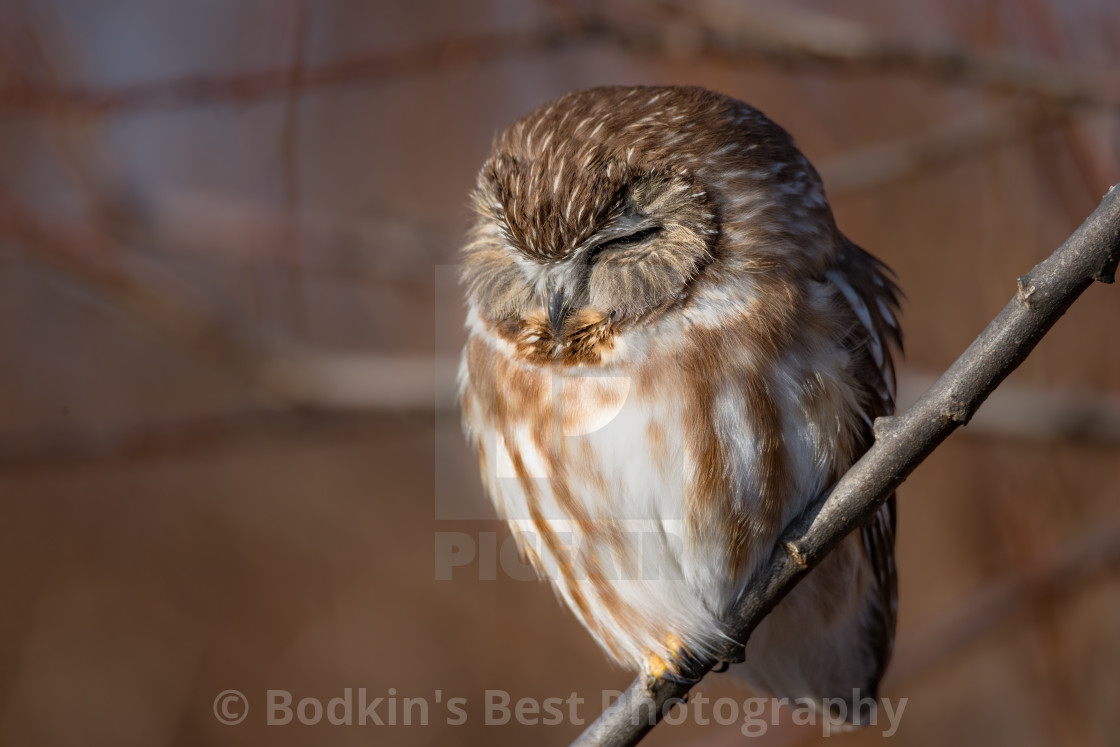 "Sleepy Owl" stock image