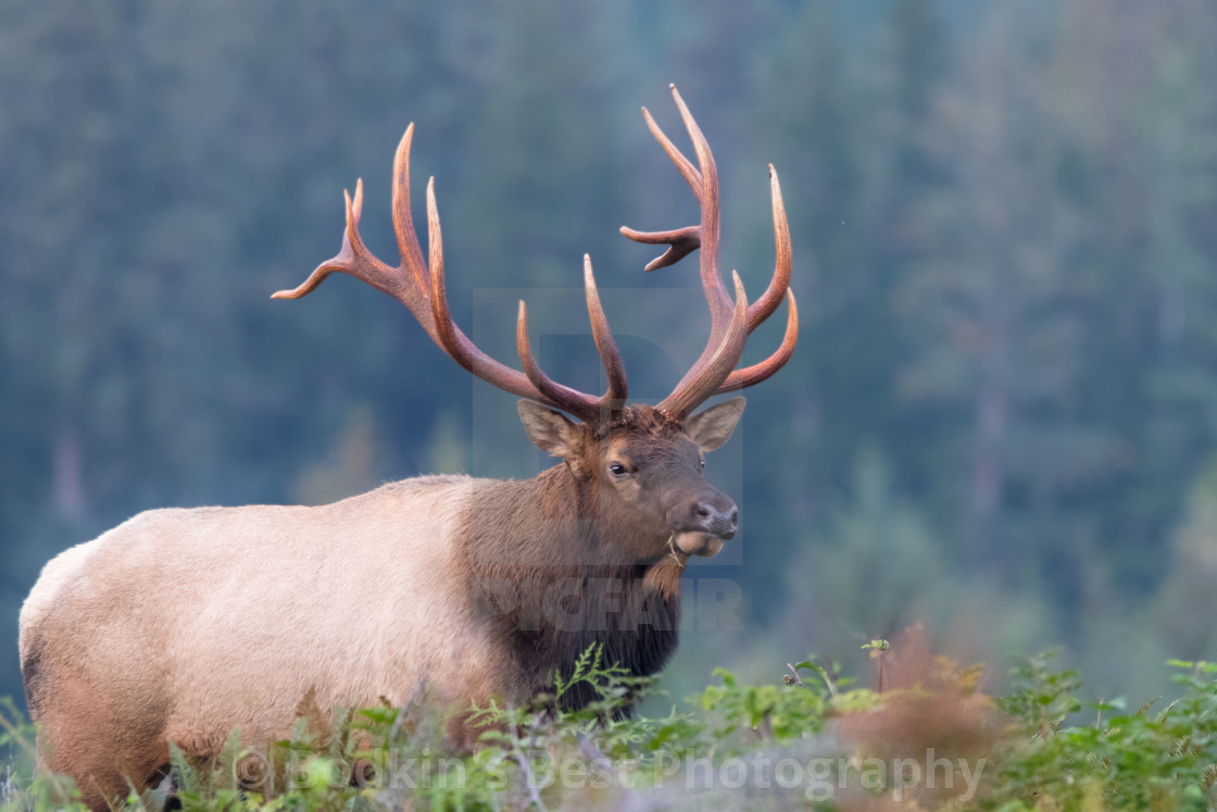 "Roosevelt Elk" stock image