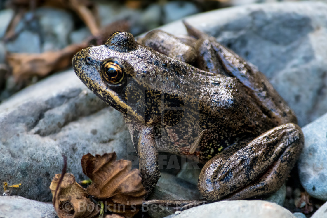 "Amphibians On The Rocks" stock image