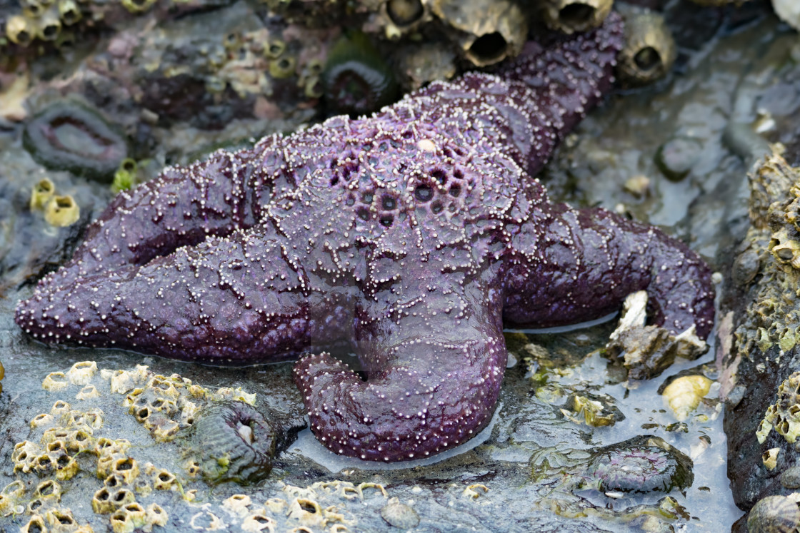 "Sea Life" stock image