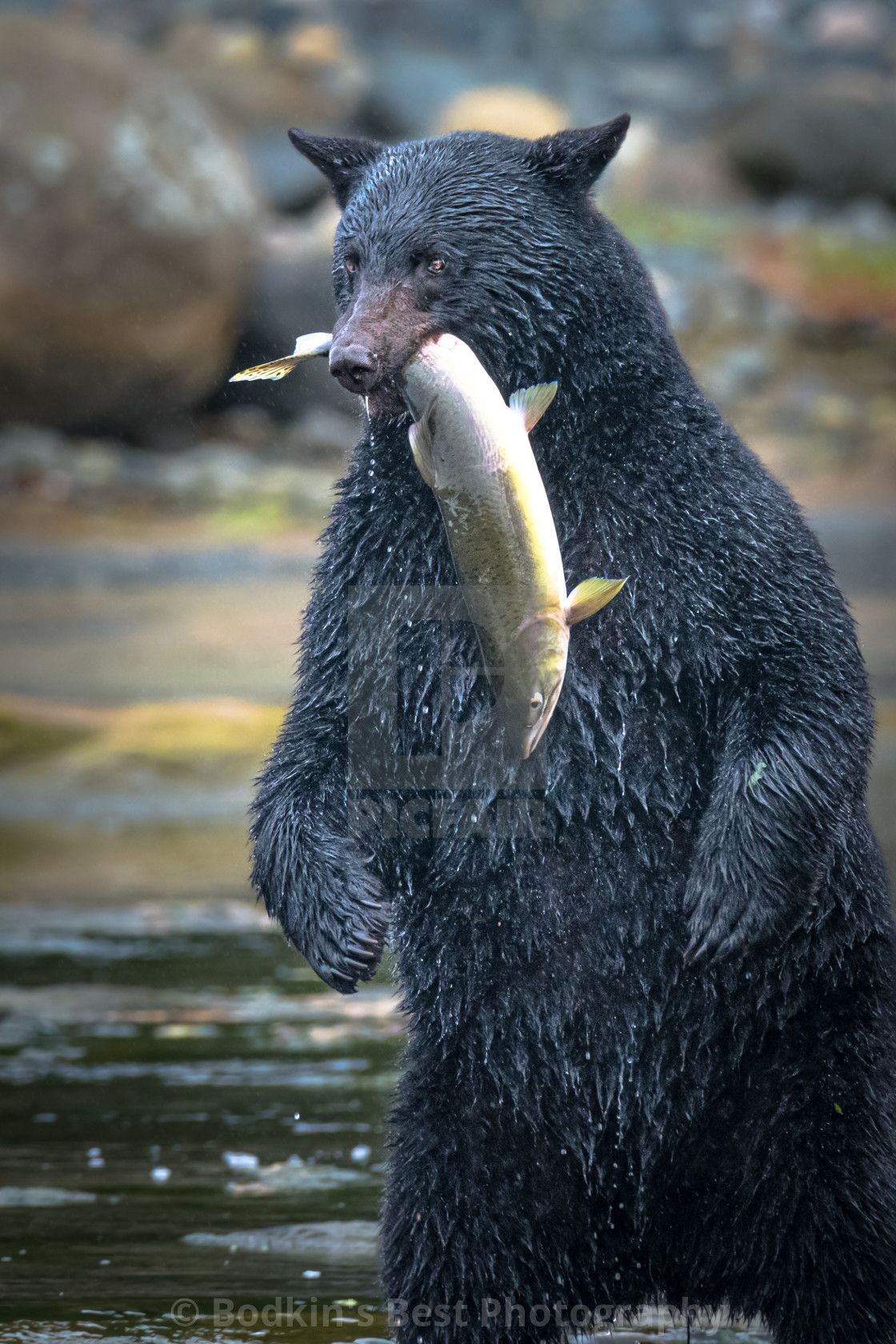 "Catch Of The Day" stock image