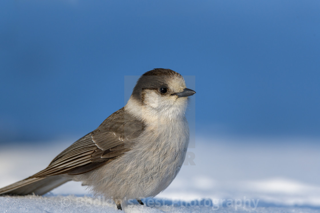 "Canada Jay" stock image