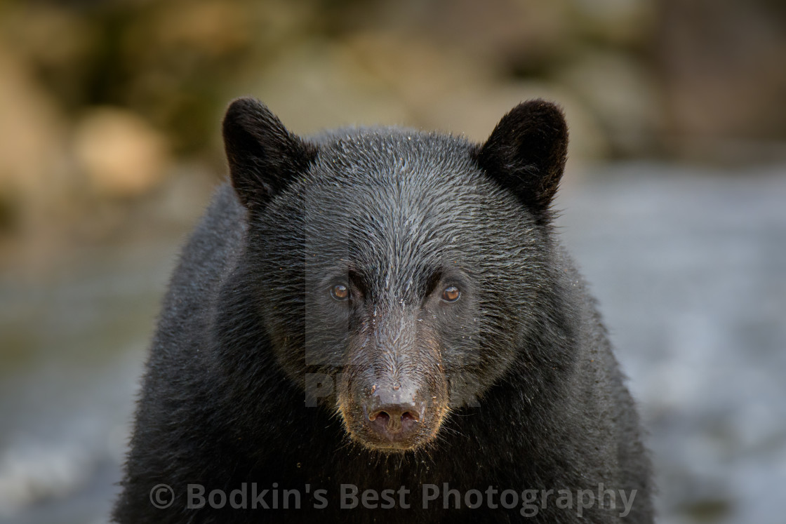 "Black Bear" stock image