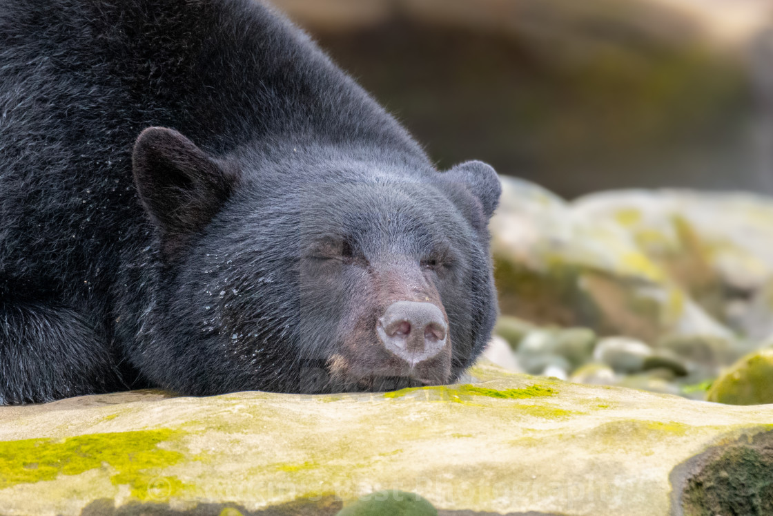 "All Tuckered Out" stock image