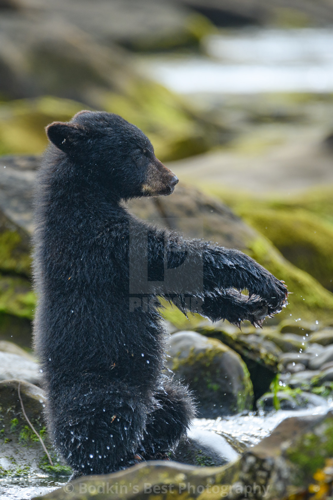 "Hey Macarena" stock image