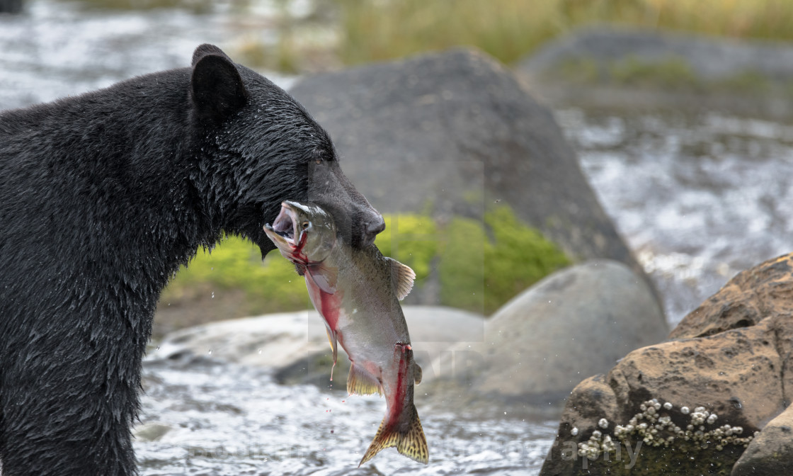 "River Bear" stock image