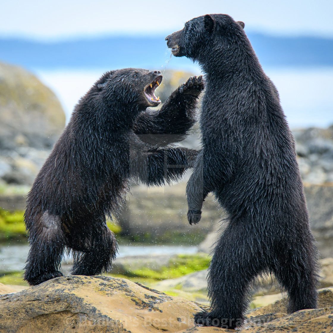 "Boxing Day" stock image