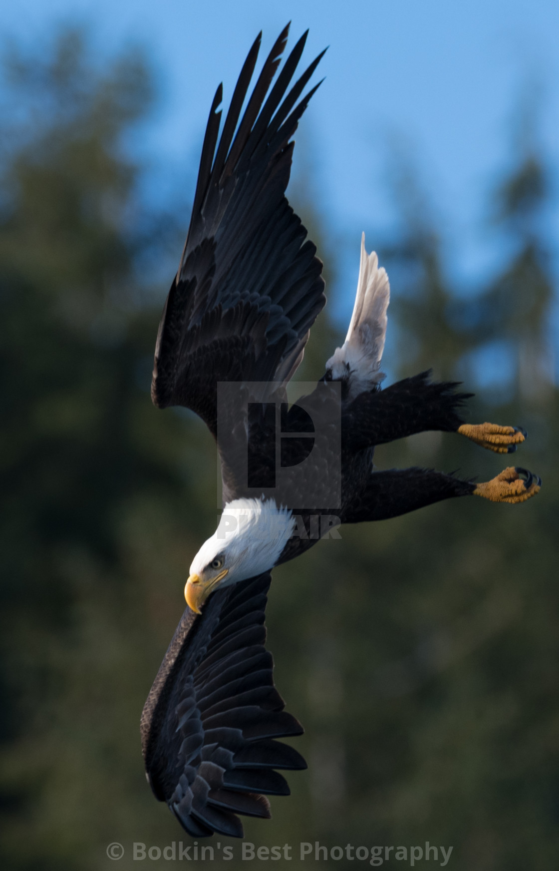 "Diving To Dinner" stock image