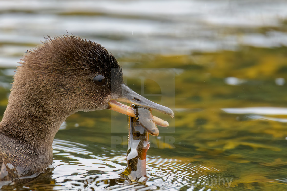 "Snack Time" stock image