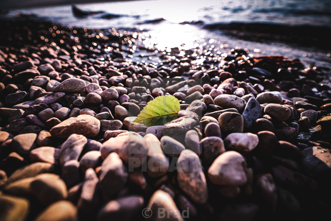 "Leaf at Lake Mcdonald" stock image