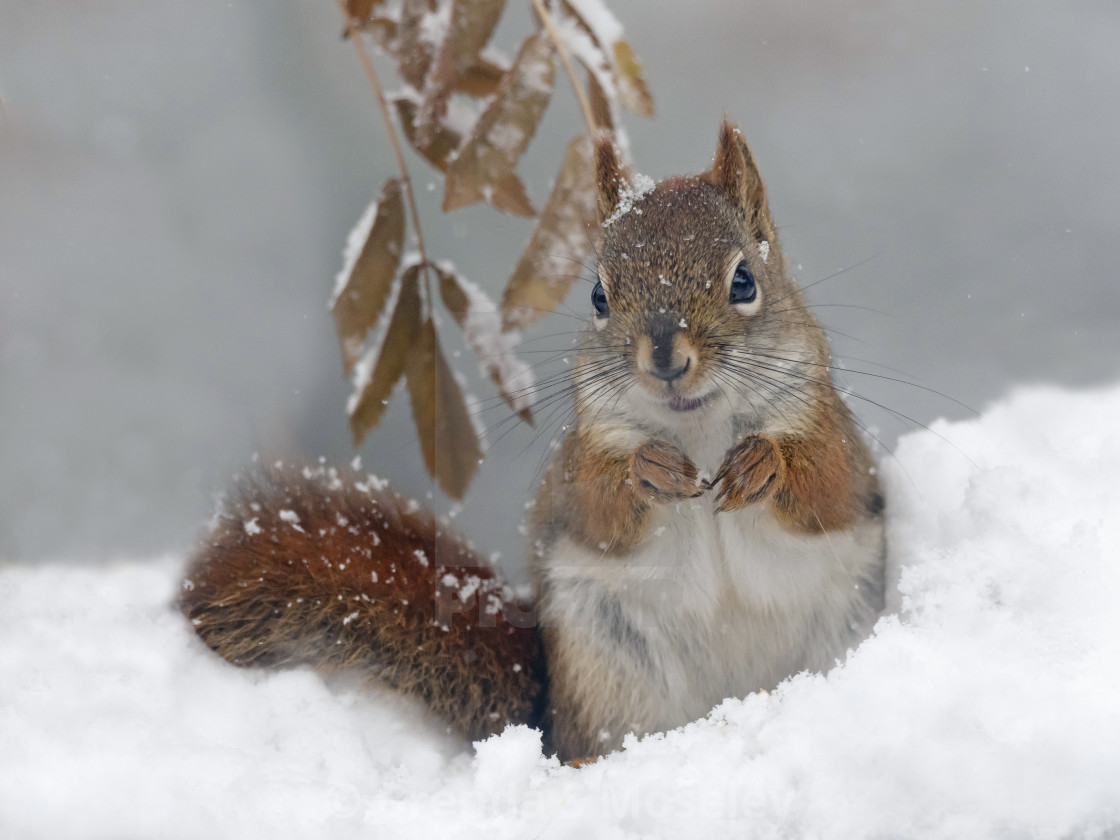 "American Red Squirrel in the Snow" by Brenda S Moseley - $42.66 "American Red Squirrel in the Snow" stock image