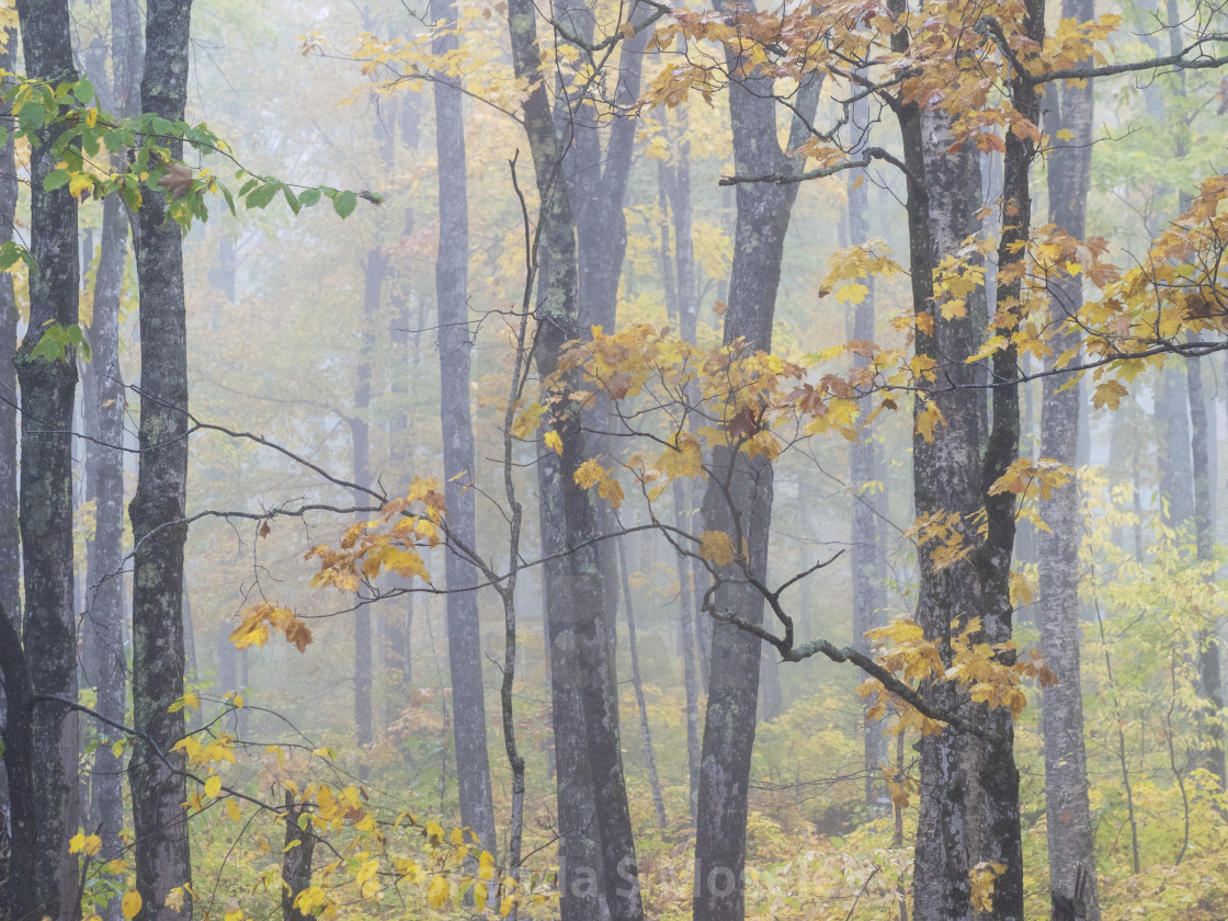 "Trees in the Mist" by Brenda S Moseley - $42.66 "Trees in the Mist" stock image