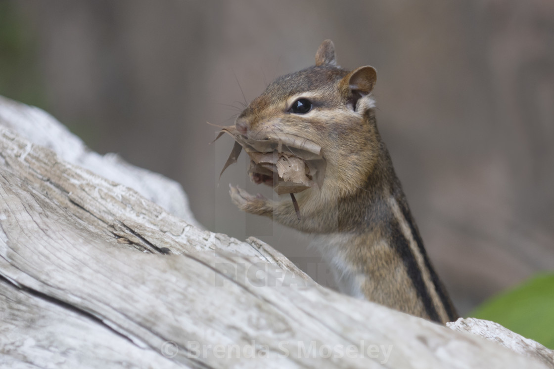 "Eastern Chipmunk Carrying Leaves" by Brenda S Moseley - $45.57 "Eastern Chipmunk Carrying Leaves" stock image
