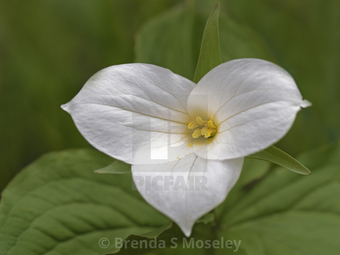 "White Trillium (Trillium grandiflorum)" by Brenda S Moseley - $45.57 "White Trillium (Trillium grandiflorum)" stock image