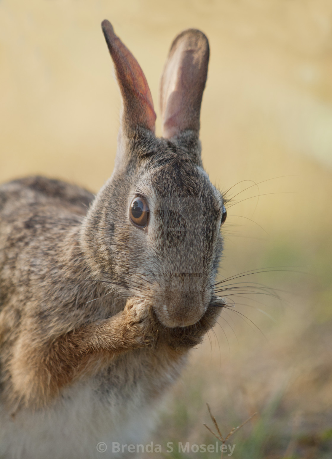 "Preening Eastern Cottontail" by Brenda S Moseley - $45.57 "Preening Eastern Cottontail" stock image