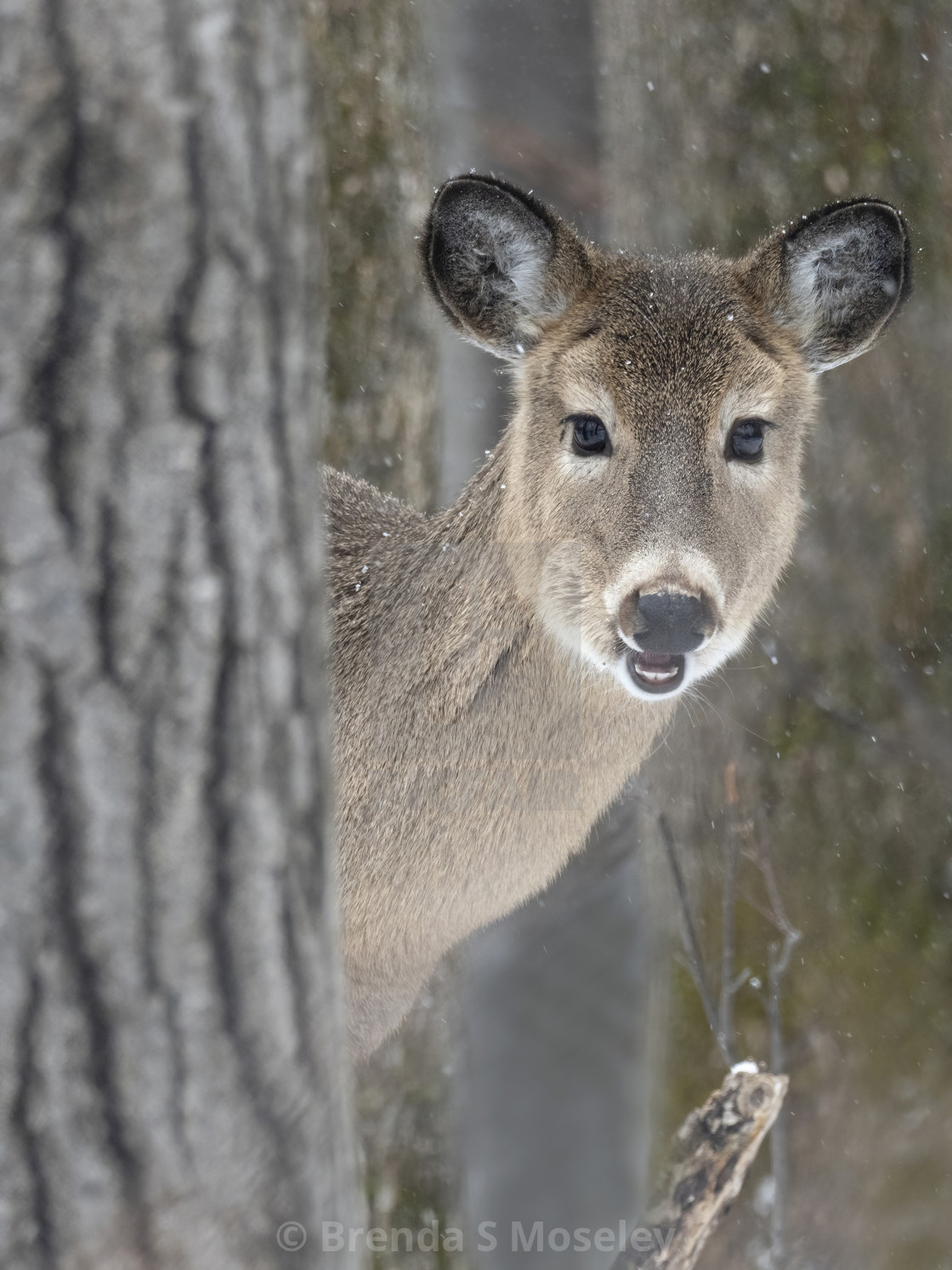 "White-tailed Deer Watching From Behind Tree" by Brenda S Moseley - $45.57 "White-tailed Deer Watching From Behind Tree" stock image