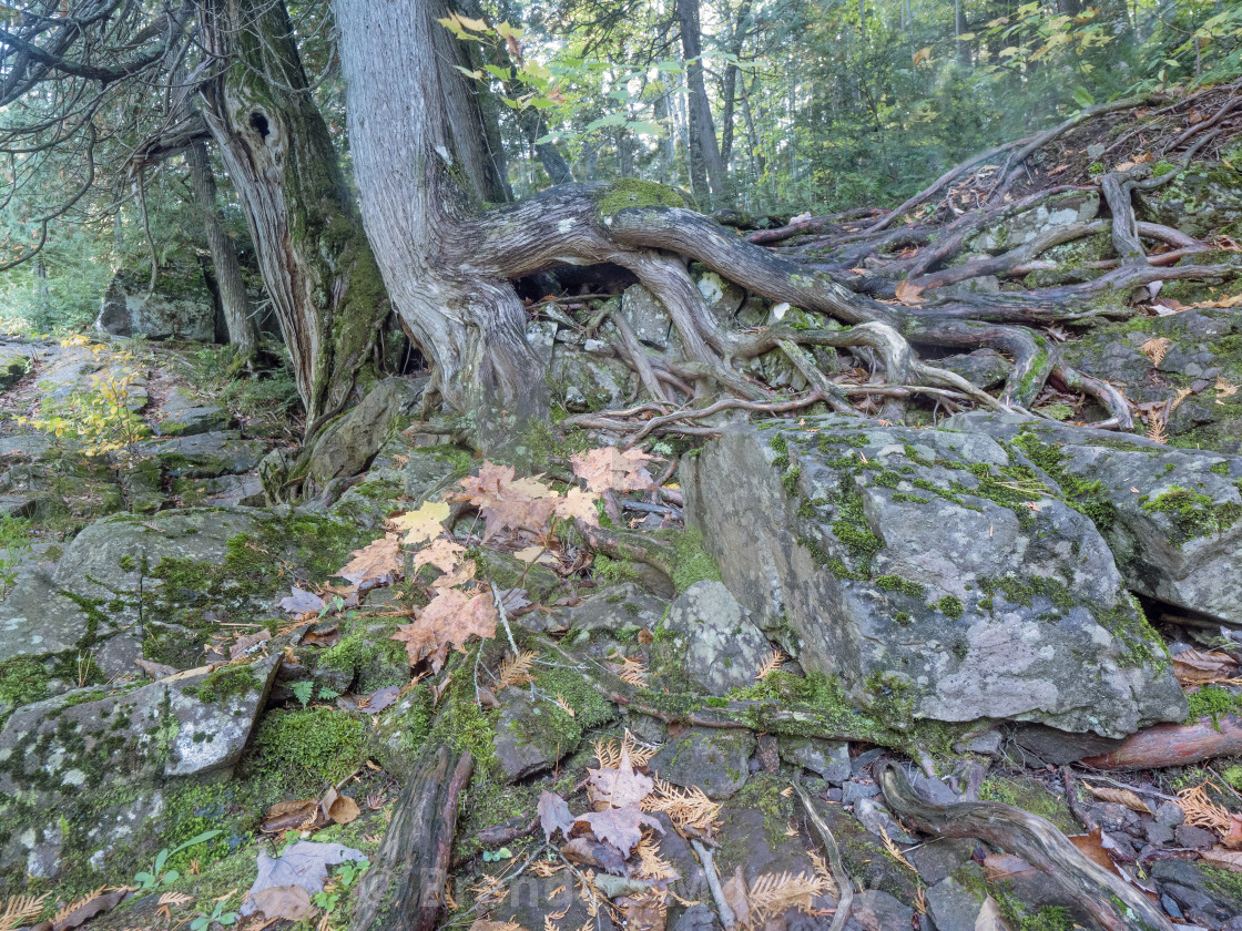 "Staying Rooted - The North Woods of Michigan" by Brenda S Moseley - $42.66 "Staying Rooted - The North Woods of Michigan" stock image
