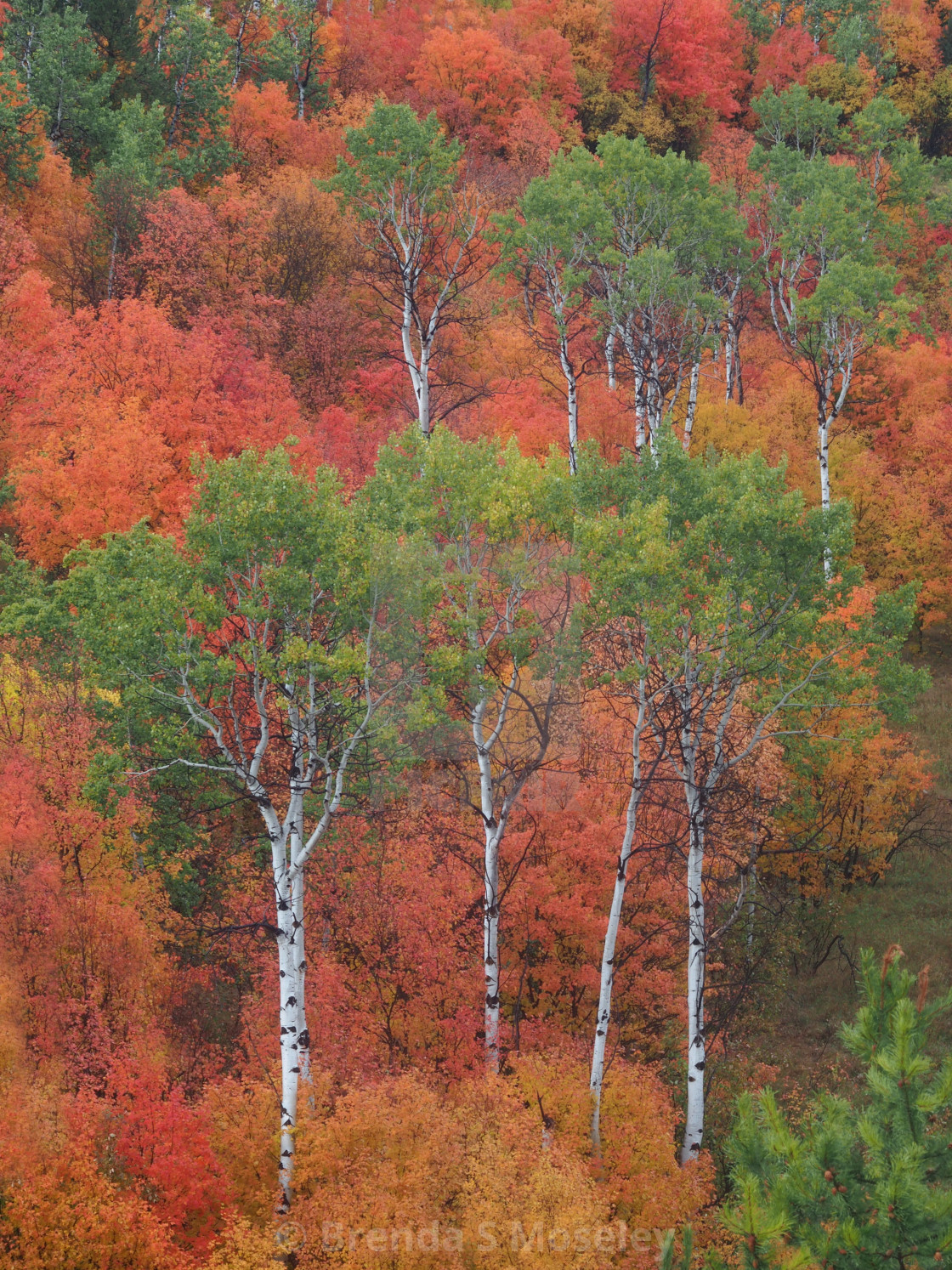 "Quaking Aspens in Autumn" by Brenda S Moseley - $42.67 "Quaking Aspens in Autumn" stock image