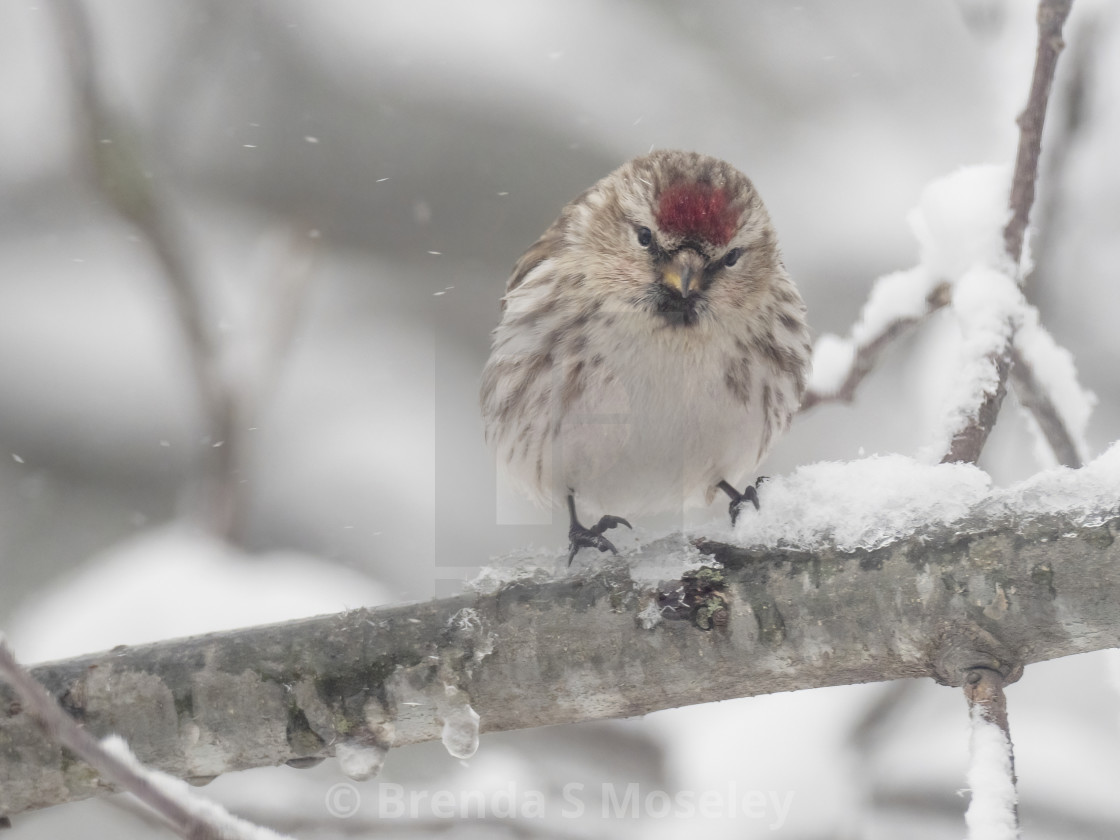 "Common Redpoll Perching on Icy Branch" by Brenda S Moseley - $42.66 "Common Redpoll Perching on Icy Branch" stock image