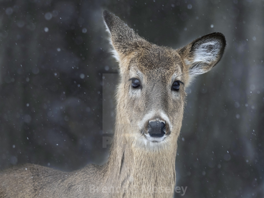"White-tailed Deer in Snow Storm" by Brenda S Moseley - $42.66 "White-tailed Deer in Snow Storm" stock image