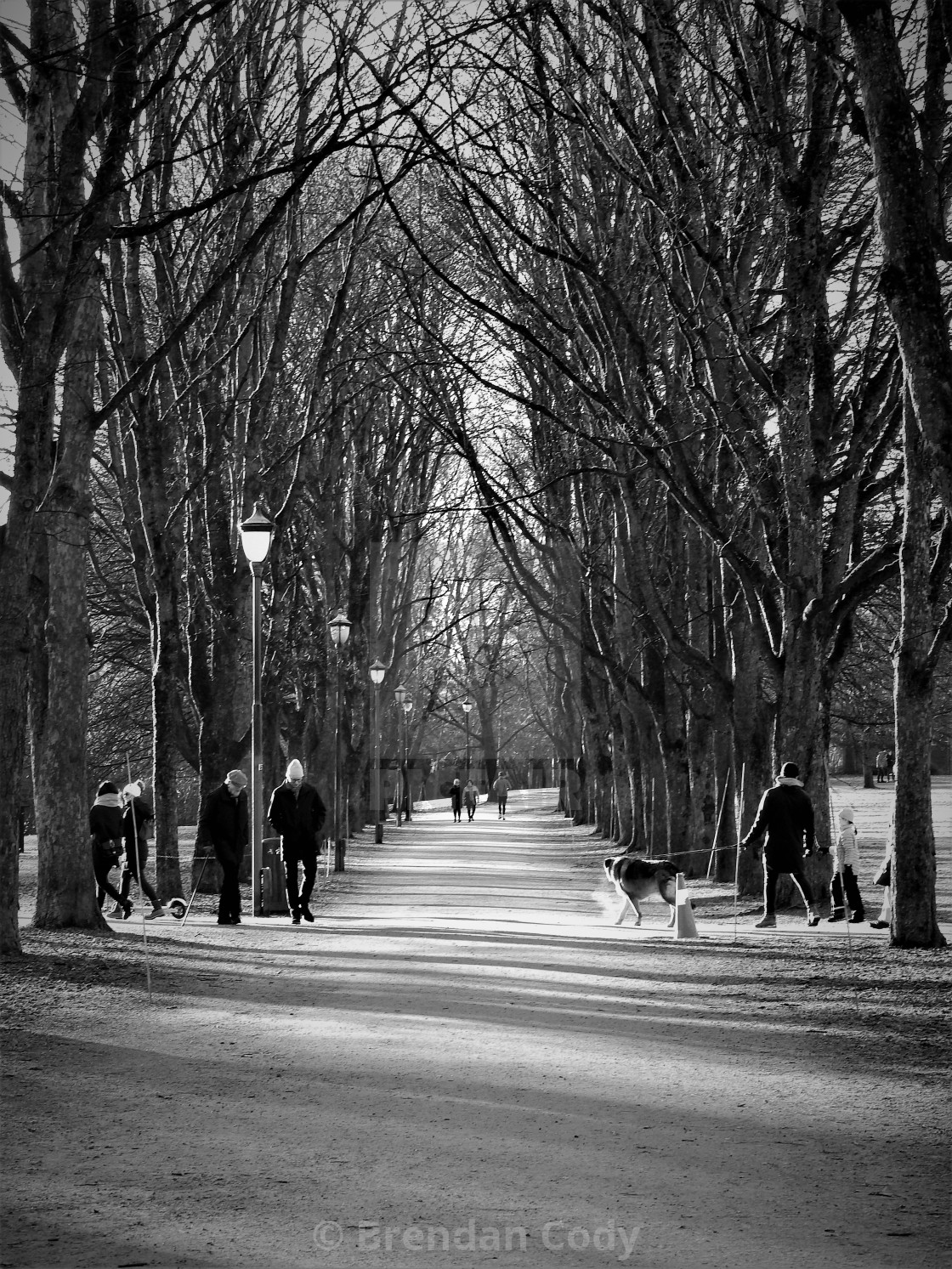 "Tree lined path" stock image