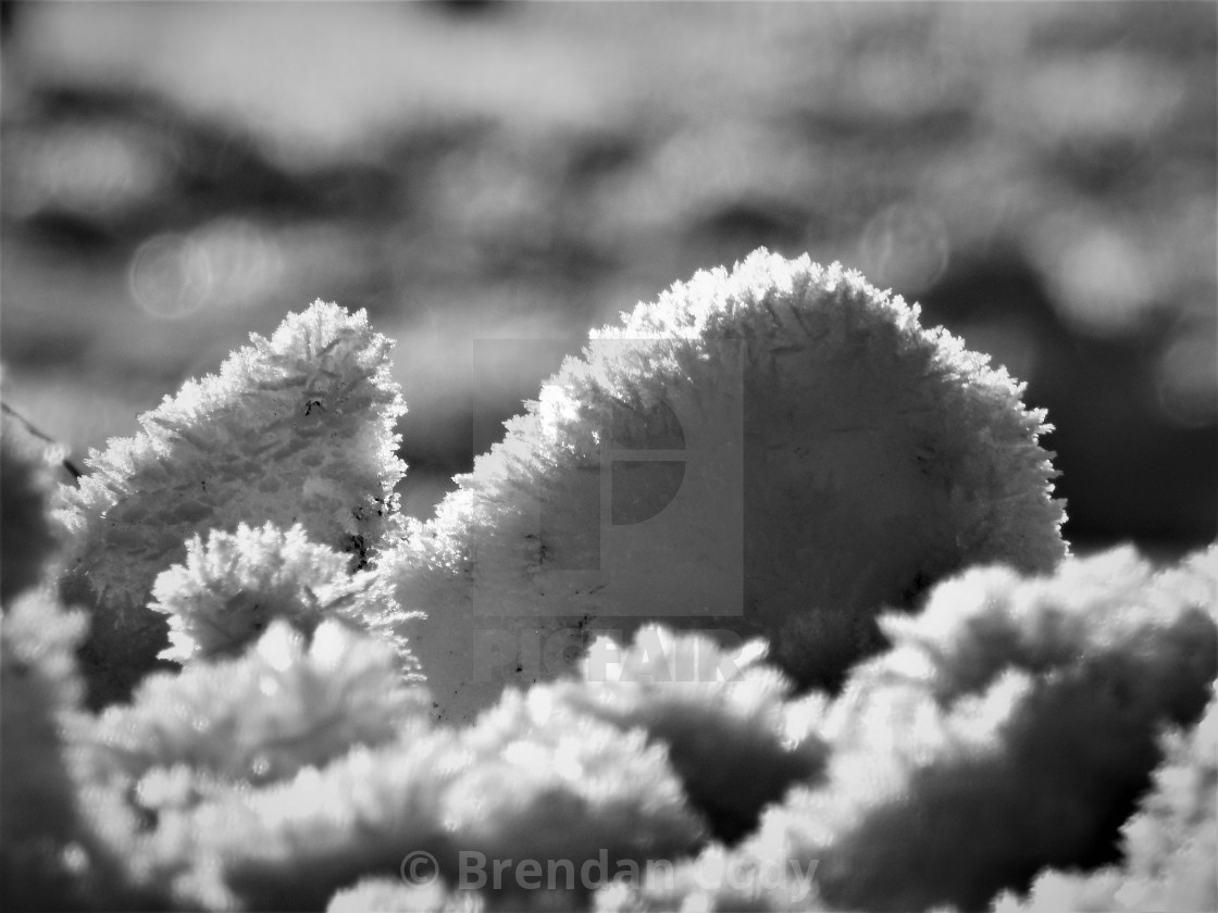 "Ice Crystals" stock image