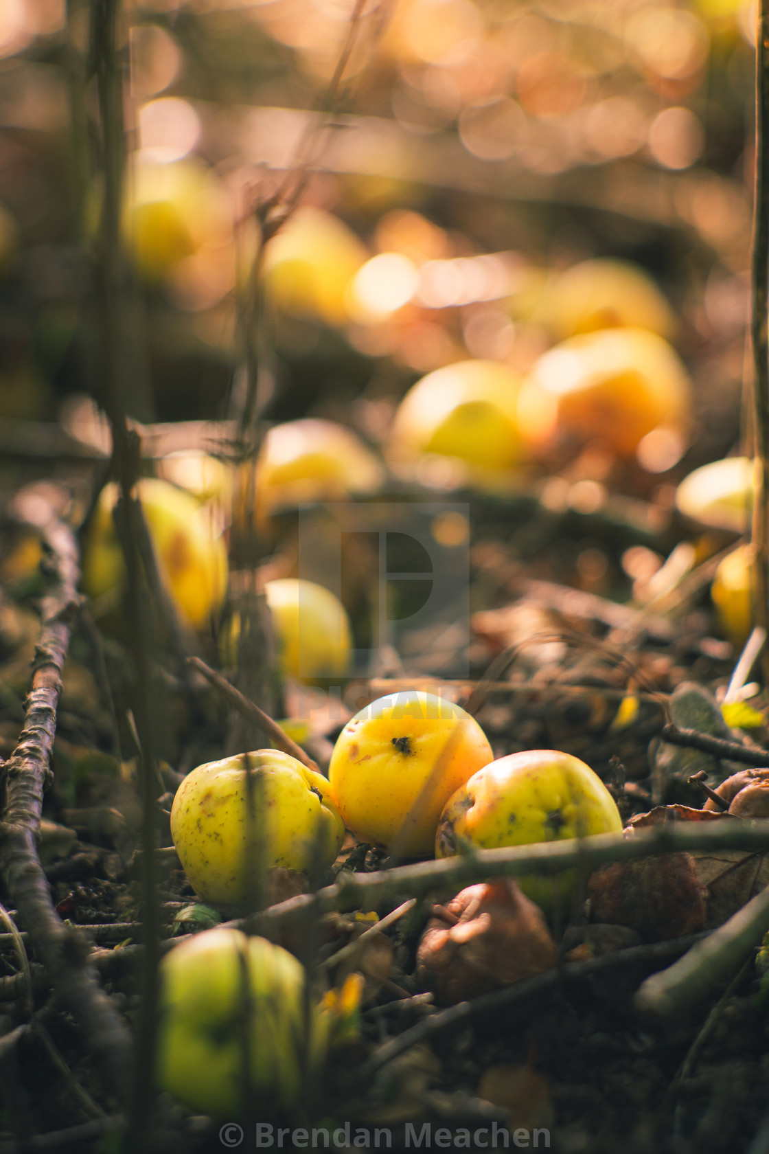 "Autumn Apples" by Brendan Meachen - £15.00 "Autumn Apples" stock image