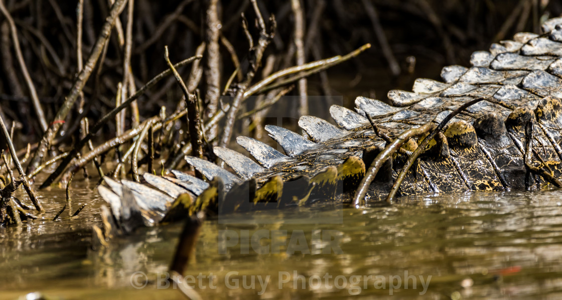 Nile Crocodile Tails