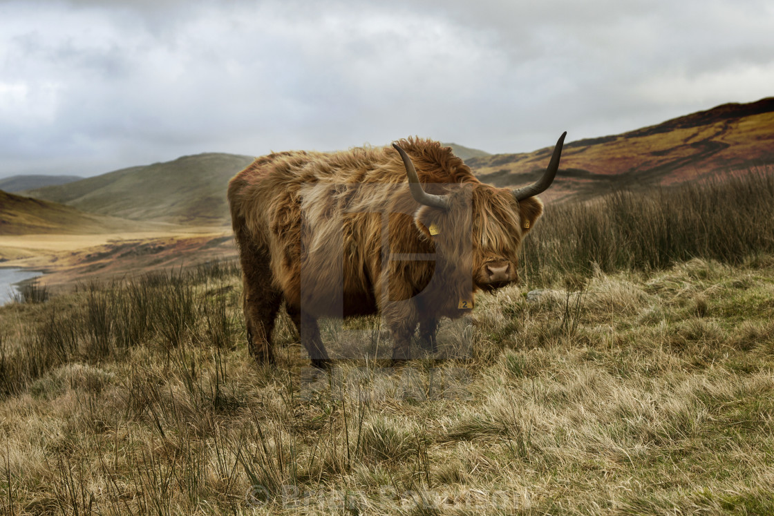 "Highland Cattle" stock image