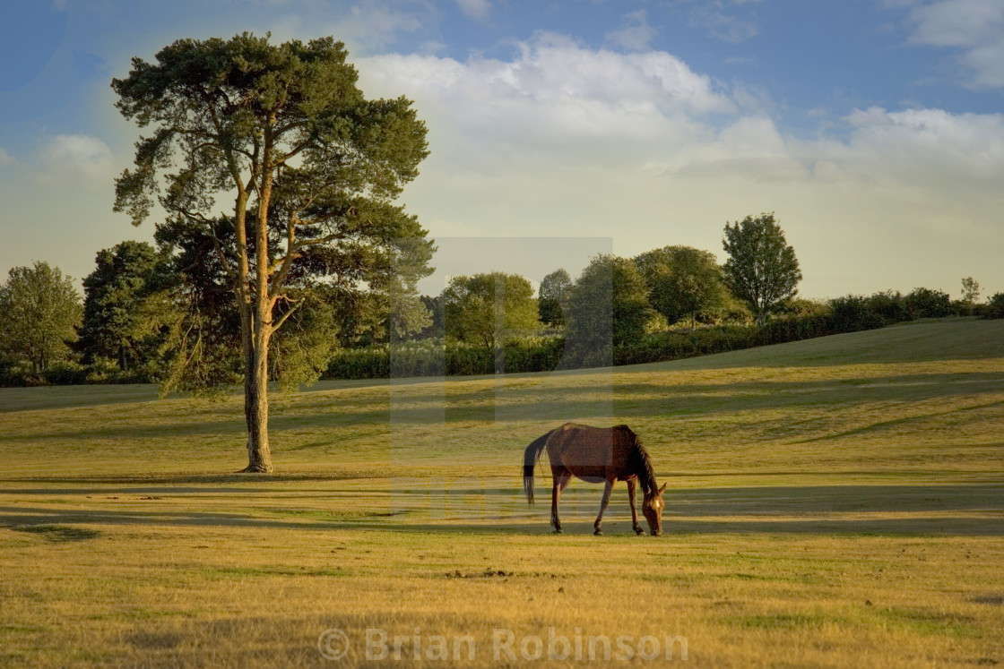 "New Forest Pony" stock image