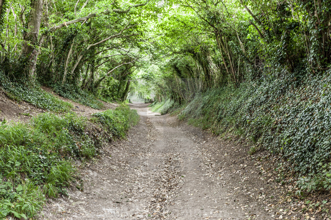 "Tree Tunnel" stock image