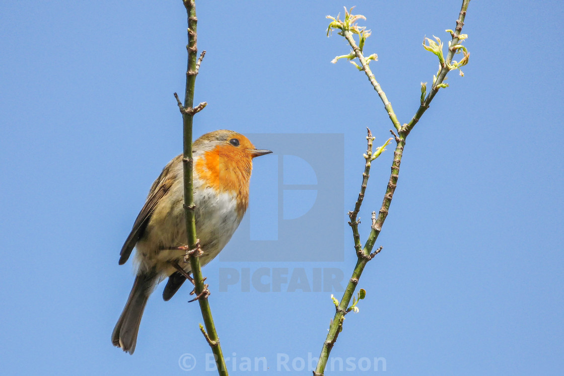 "Robin" stock image
