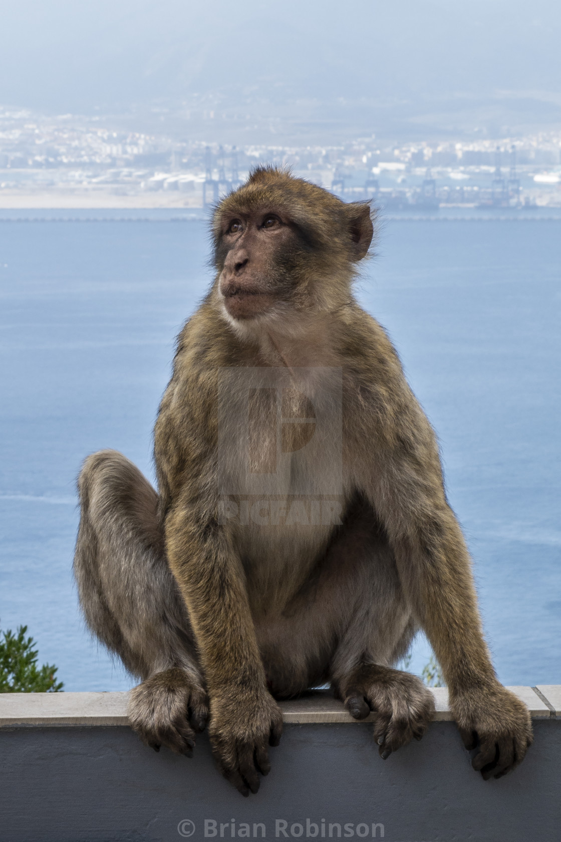 "Macaque" stock image