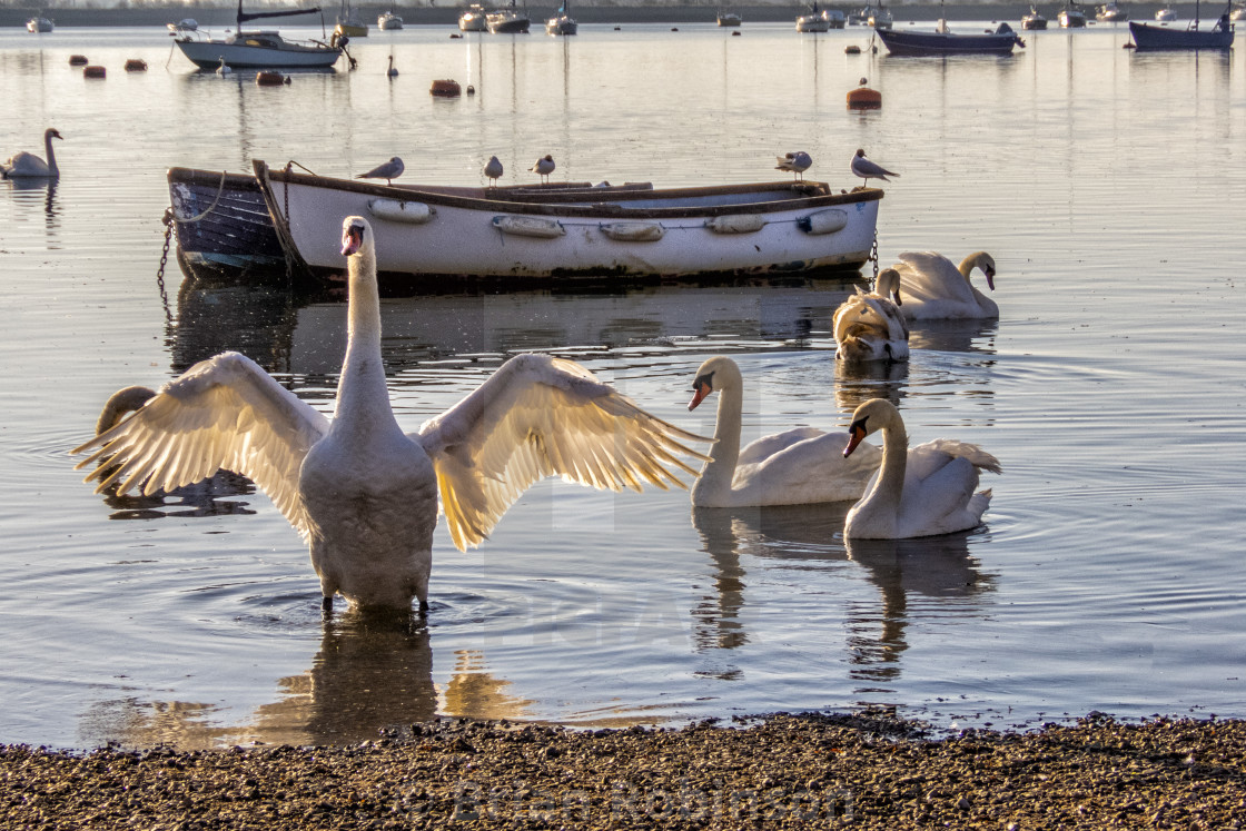 "Swan" stock image