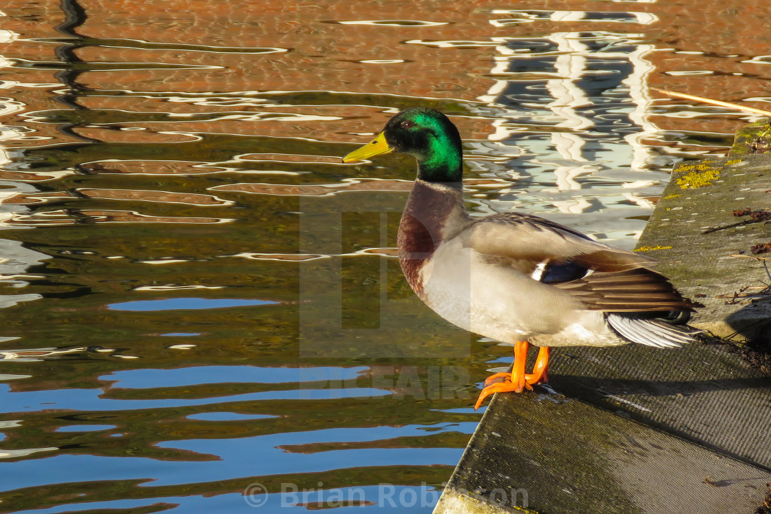 "Duck" stock image